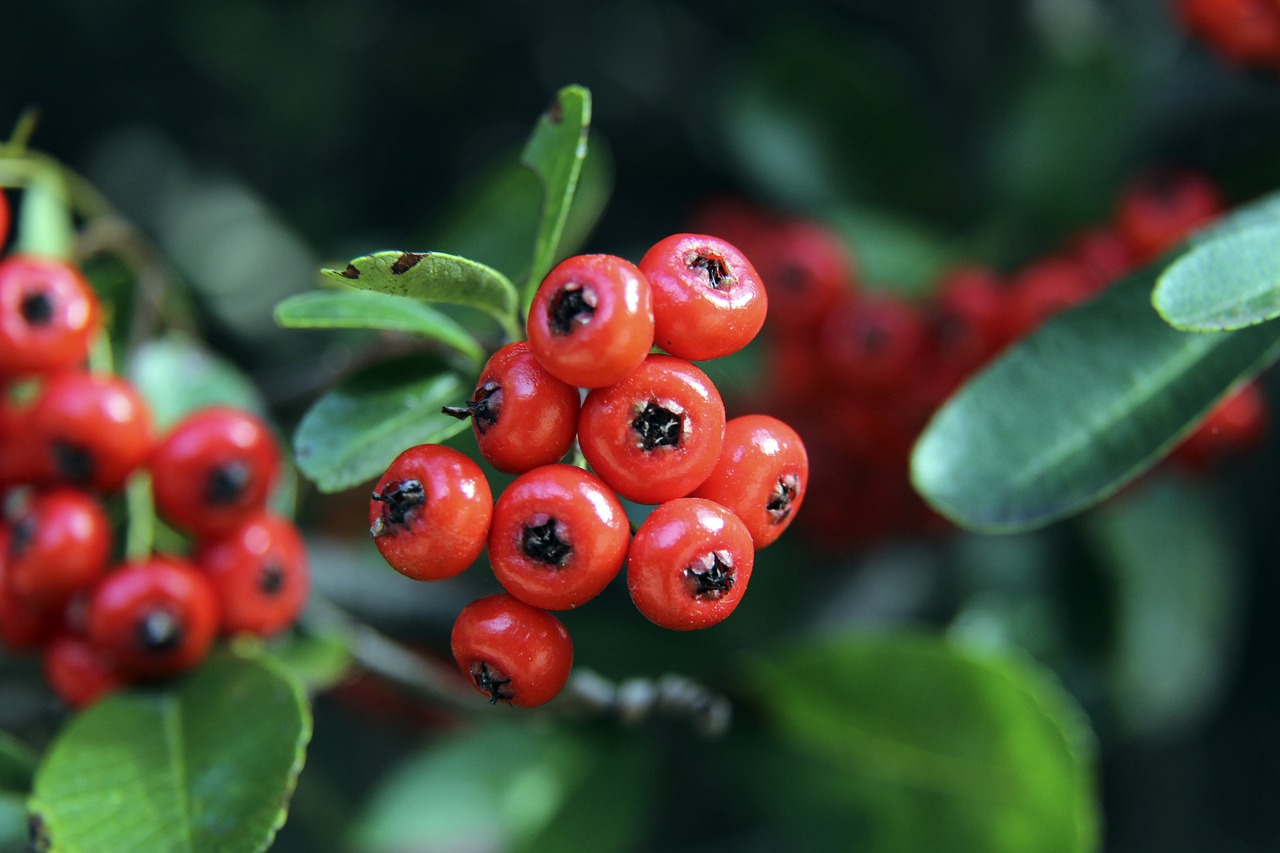 图将比赛节 图将比赛节